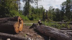 How Our Tree Care Process Works  in  Northville, NY